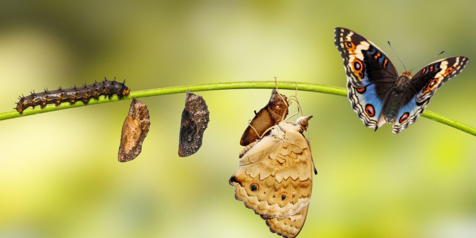 Livsløpsvuderings LCA.jpg