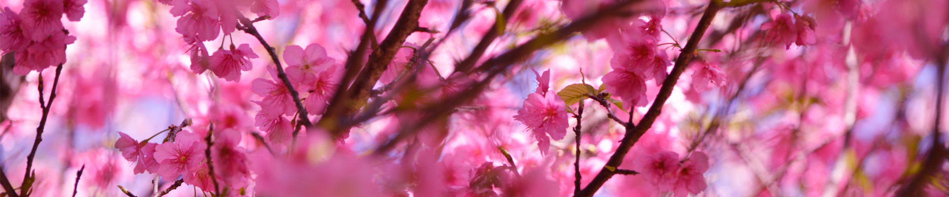 Flowers horizon pink